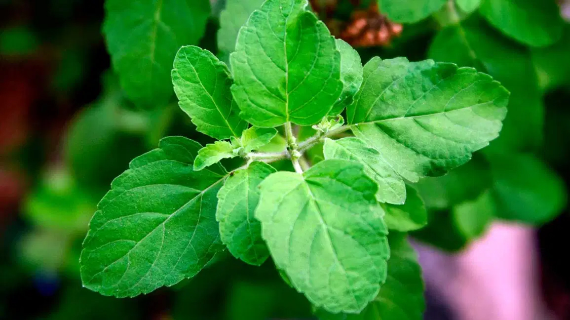 Tulsi Faydaları